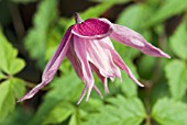 CLEMATIS MACROPETALA MARKHAMS PINK