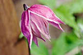 CLEMATIS MACROPETALA MARKHAMS PINK