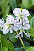 VIOLA SORORIA FRECKLES