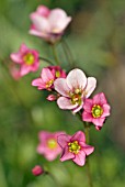 SAXIFRAGA MOSCHATA