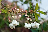 PRUNUS AVIUM PLENA