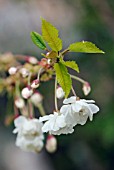 PRUNUS AVIUM PLENA