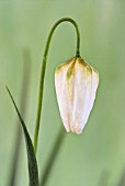 FRITILLARIA MELEAGRIS ALBA