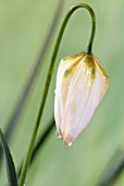 FRITILLARIA MELEAGRIS ALBA