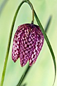 FRITILLARIA MELEAGRIS