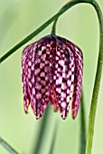 FRITILLARIA MELEAGRIS