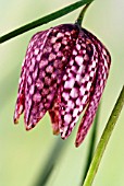 FRITILLARIA MELEAGRIS