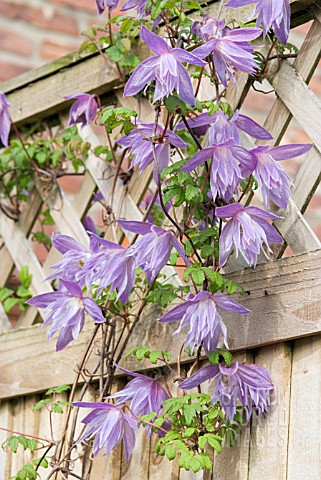 CLEMATIS_MACROPETALA