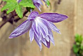 CLEMATIS MACROPETALA