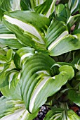 HOSTA UNDULATA VAR. UNDULATA