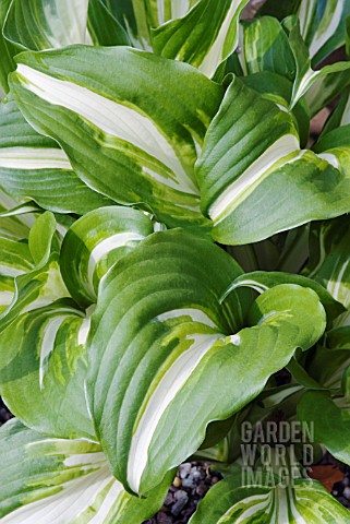 HOSTA_UNDULATA_VAR_UNDULATA