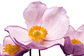 ANEMONE TOMENTOSA ROBUSTISSIMA