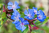 CERATOSTIGMA WILLMOTTIANUM