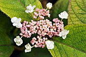 HYDRANGEA INVOLUCRATA HORTENSIS