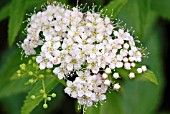 SPIRAEA SHIROBANA JOSEPHS COAT