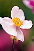 ANEMONE TOMENTOSA ROBUSTISSIMA