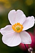 ANEMONE TOMENTOSA ROBUSTISSIMA