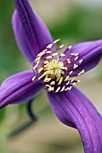 CLEMATIS FUKUZONO