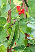 RUNNER BEAN THE TEENIE BEANIE