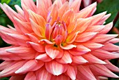 DAHLIA OAKWOOD FLAMES