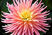 DAHLIA RUSKIN PENELOPE