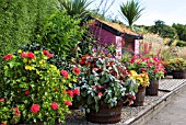 PELARGONIUMS IN WOODEN BARRELS AT GOLDEN ACRE PARK, LEEDS