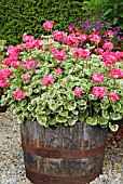 PELARGONIUMS PLANTED IN A WOODEN BARREL