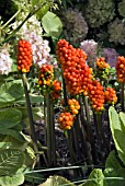 ARUM ITALICUM BERRIES