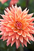 DAHLIA OAKWOOD FLAMES