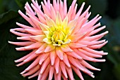 DAHLIA RUSKIN PENELOPE