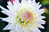 DAHLIA RUSKIN BRIDE