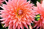 DAHLIA OAKWOOD FLAMES