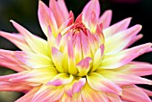 DAHLIA PAM HOWDEN