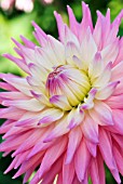 DAHLIA SUSAN GILLIOT