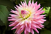 DAHLIA SUSAN GILLIOT