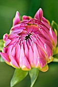 DAHLIA SUSAN GILLIOT