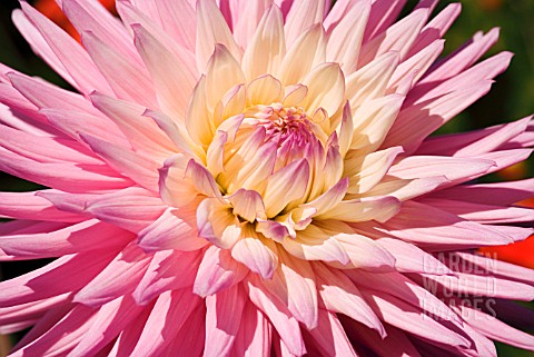 DAHLIA_RUSKIN_SPLENDOUR