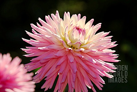 DAHLIA_RUSKIN_SPLENDOUR