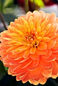 DAHLIA MONE SUNLIGHT