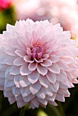 DAHLIA MAYAN DIAMOND