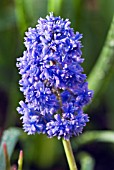 MUSCARI ARMENIACUM BLUE SPIKE