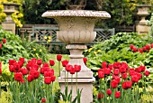 STONE URN AND TULIPA ILE DE FRANCE, CONSTABLE BURTON GARDENS