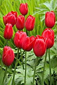 TULIPA KINGSBLOOD