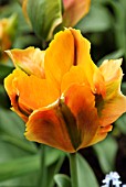 TULIPA GOLDEN ARTIST