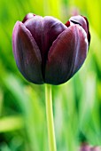 TULIPA QUEEN OF THE NIGHT