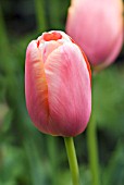 TULIPA MENTON