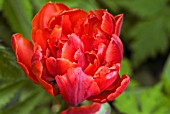 TULIPA RED PRINCESS