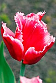 TULIPA CANASTA