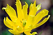 TULIPA YELLOW SPIDER