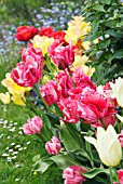 TULIPA FANTASY IN BORDER